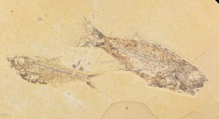 Fossil Fish Plate (Diplomystus & Mioplosus) - Wyoming #91595